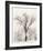 Oak Tree-Ansel Adams-Framed Art Print