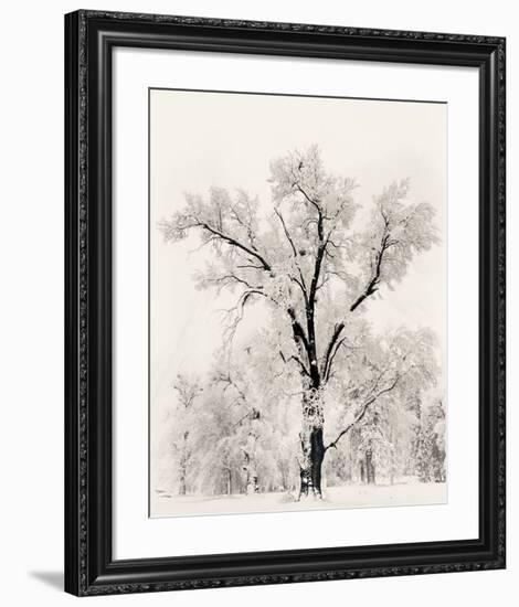 Oak Tree-Ansel Adams-Framed Art Print