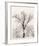 Oak Tree-Ansel Adams-Framed Art Print