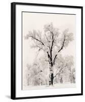 Oak Tree-Ansel Adams-Framed Art Print