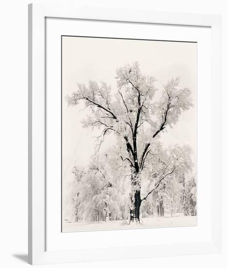 Oak Tree-Ansel Adams-Framed Art Print