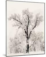 Oak Tree-Ansel Adams-Mounted Art Print