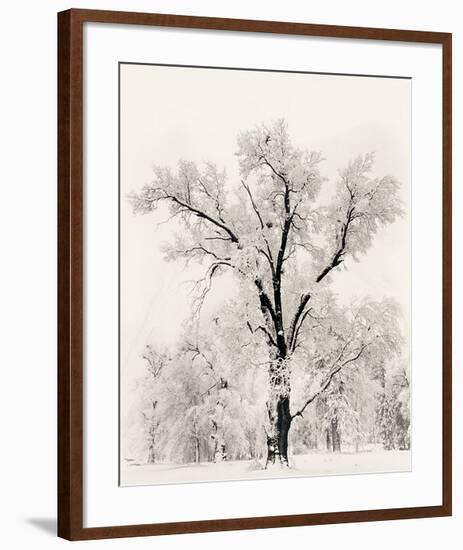 Oak Tree-Ansel Adams-Framed Art Print