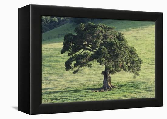 Oak Tree-DLILLC-Framed Premier Image Canvas