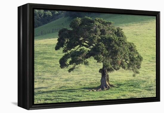 Oak Tree-DLILLC-Framed Premier Image Canvas