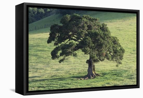 Oak Tree-DLILLC-Framed Premier Image Canvas