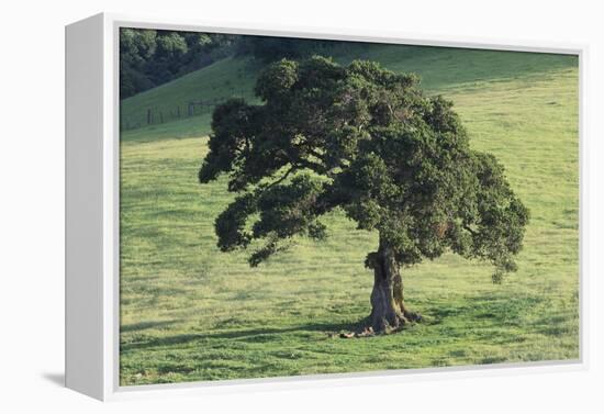 Oak Tree-DLILLC-Framed Premier Image Canvas