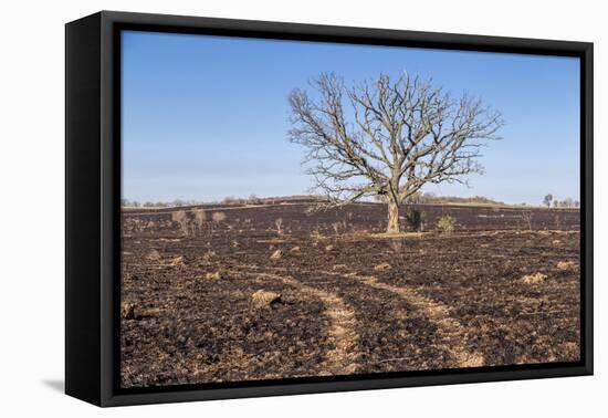 Oak Tree-dendron-Framed Premier Image Canvas