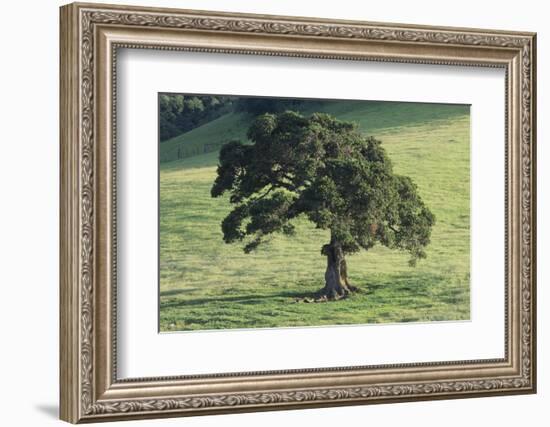 Oak Tree-DLILLC-Framed Photographic Print