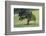 Oak Tree-DLILLC-Framed Photographic Print