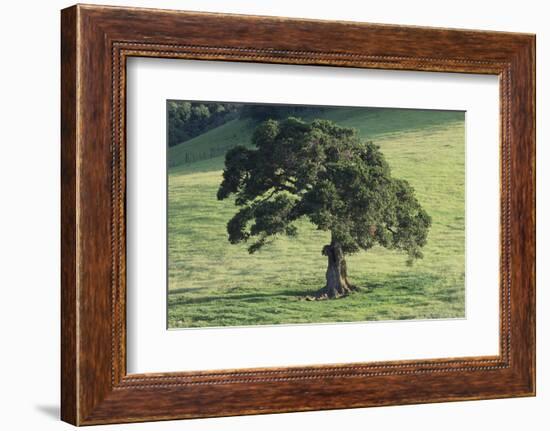 Oak Tree-DLILLC-Framed Photographic Print