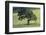 Oak Tree-DLILLC-Framed Photographic Print