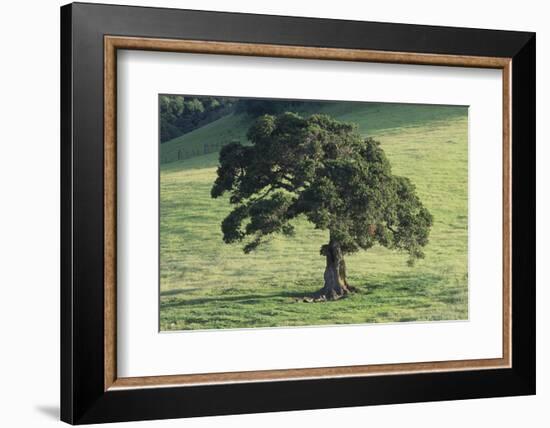 Oak Tree-DLILLC-Framed Photographic Print