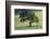 Oak Tree-DLILLC-Framed Photographic Print