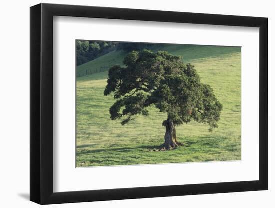 Oak Tree-DLILLC-Framed Photographic Print