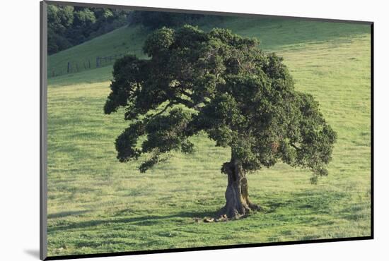 Oak Tree-DLILLC-Mounted Photographic Print