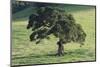 Oak Tree-DLILLC-Mounted Photographic Print