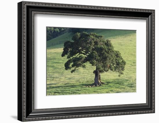 Oak Tree-DLILLC-Framed Photographic Print