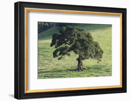 Oak Tree-DLILLC-Framed Photographic Print