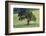 Oak Tree-DLILLC-Framed Photographic Print