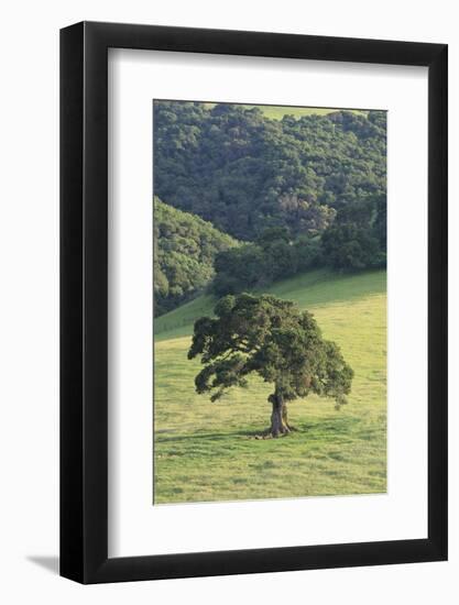 Oak Tree-DLILLC-Framed Photographic Print