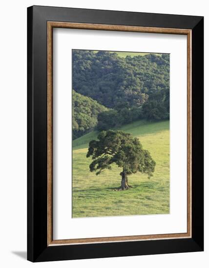 Oak Tree-DLILLC-Framed Photographic Print