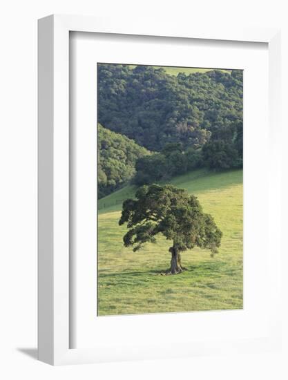 Oak Tree-DLILLC-Framed Photographic Print