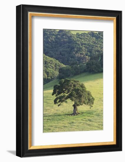 Oak Tree-DLILLC-Framed Photographic Print