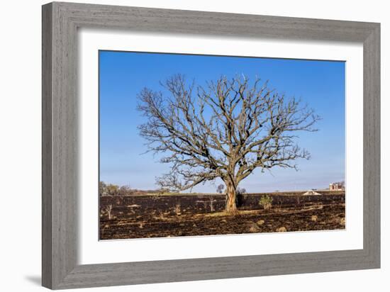 Oak Tree-dendron-Framed Photographic Print