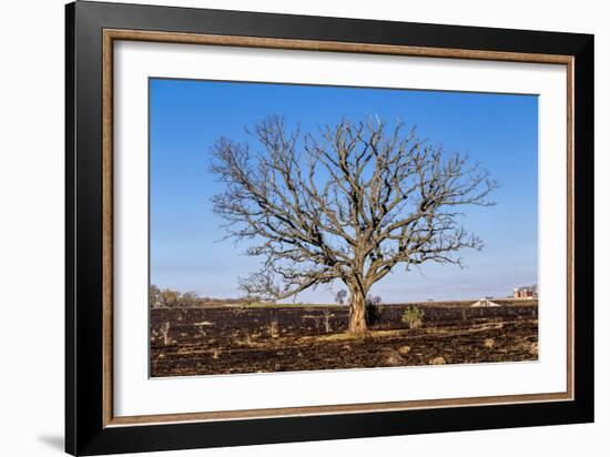 Oak Tree-dendron-Framed Photographic Print