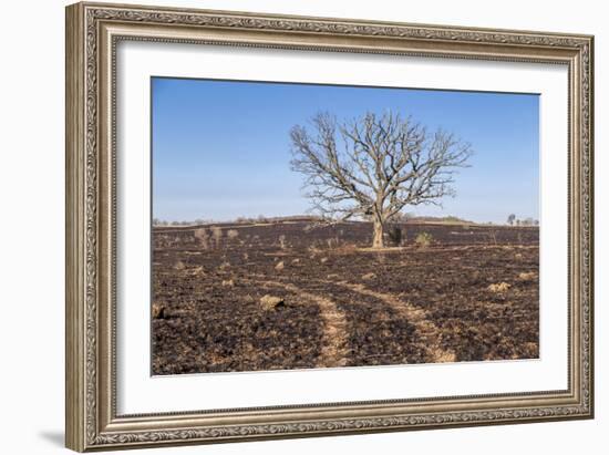 Oak Tree-dendron-Framed Photographic Print