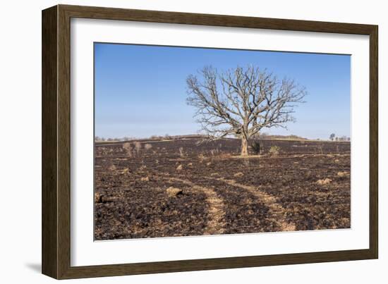 Oak Tree-dendron-Framed Photographic Print