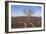 Oak Tree-dendron-Framed Photographic Print