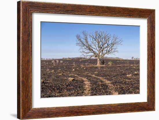 Oak Tree-dendron-Framed Photographic Print