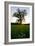 Oak tree-Charles Bowman-Framed Photographic Print