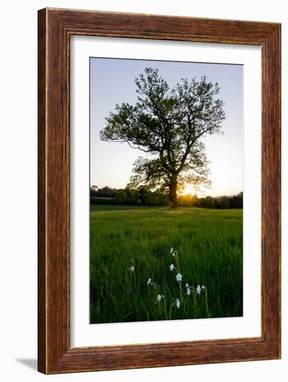 Oak tree-Charles Bowman-Framed Photographic Print