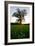 Oak tree-Charles Bowman-Framed Photographic Print