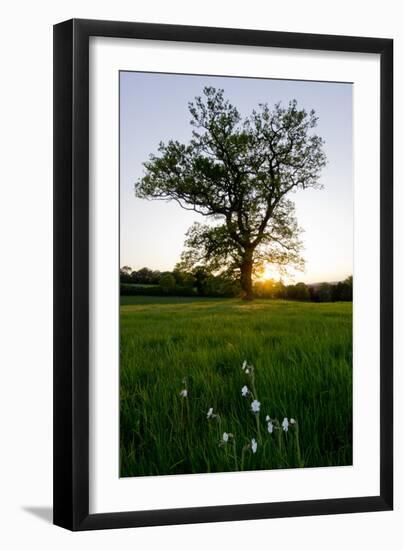 Oak tree-Charles Bowman-Framed Photographic Print