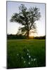 Oak tree-Charles Bowman-Mounted Photographic Print