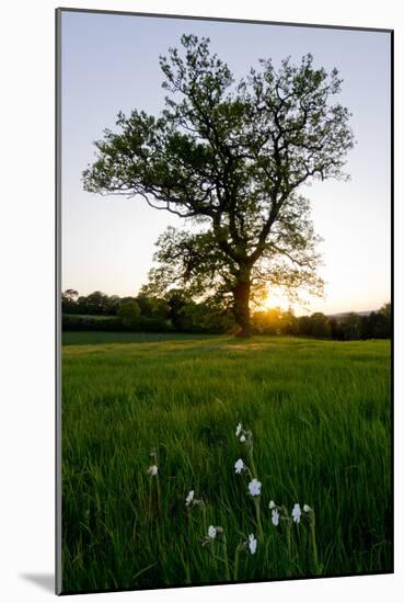 Oak tree-Charles Bowman-Mounted Photographic Print