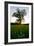 Oak tree-Charles Bowman-Framed Photographic Print