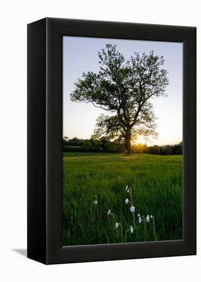 Oak tree-Charles Bowman-Framed Premier Image Canvas