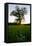 Oak tree-Charles Bowman-Framed Premier Image Canvas