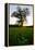 Oak tree-Charles Bowman-Framed Premier Image Canvas