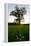 Oak tree-Charles Bowman-Framed Premier Image Canvas