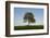 Oak tree-Charles Bowman-Framed Photographic Print