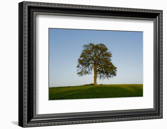 Oak tree-Charles Bowman-Framed Photographic Print