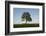 Oak tree-Charles Bowman-Framed Photographic Print