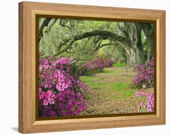 Oak Trees Above Azaleas in Bloom, Magnolia Plantation, Near Charleston, South Carolina, USA-Adam Jones-Framed Premier Image Canvas