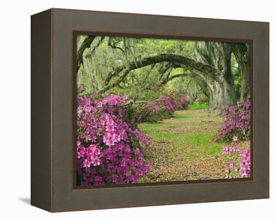 Oak Trees Above Azaleas in Bloom, Magnolia Plantation, Near Charleston, South Carolina, USA-Adam Jones-Framed Premier Image Canvas